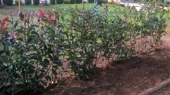 planter une haie de photinia